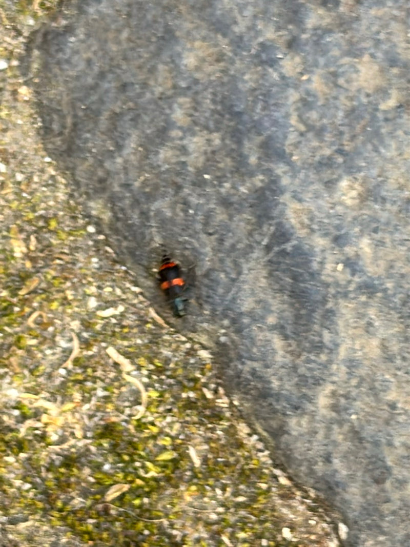 Gemeiner Totengräber — Bild 3