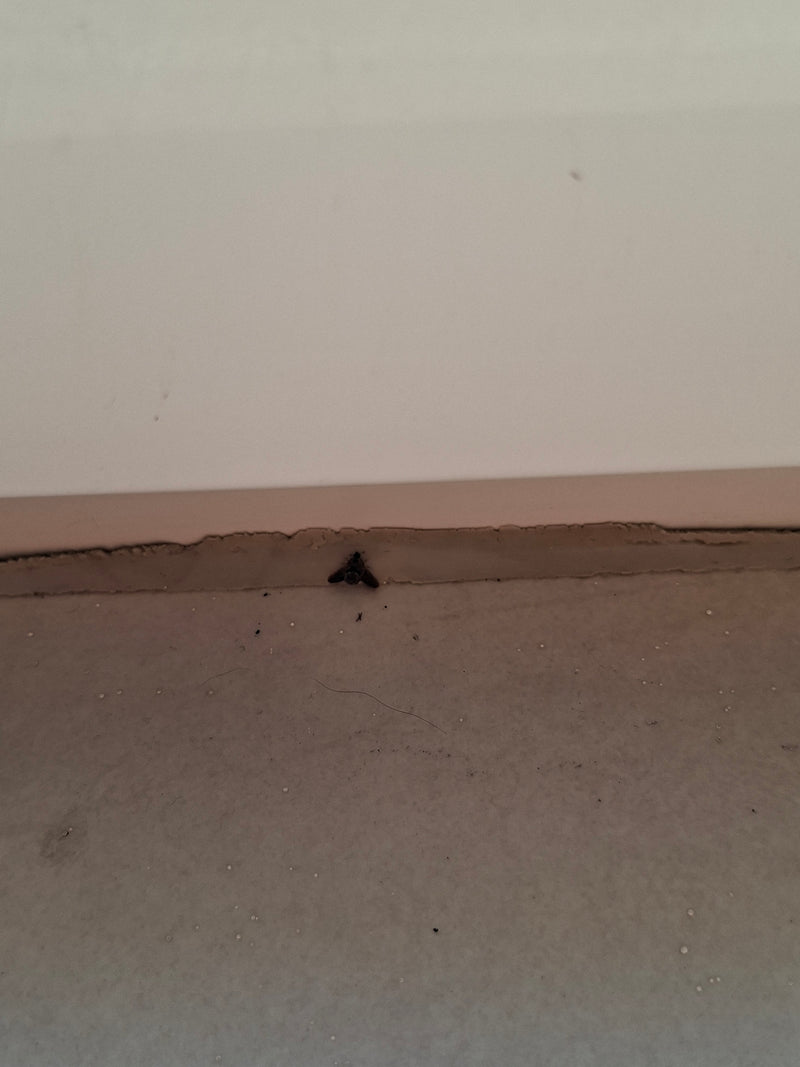 Gemeiner Trauerschweber — Bild 4