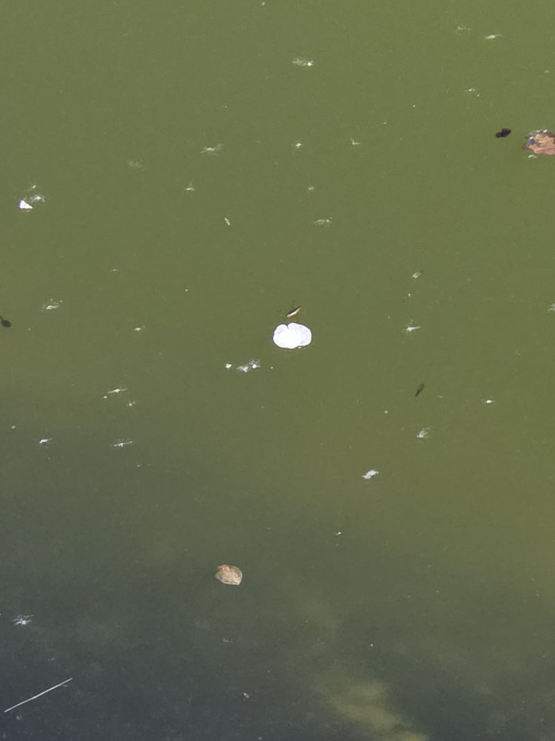 Gemeiner Wasserläufer — Bild 2