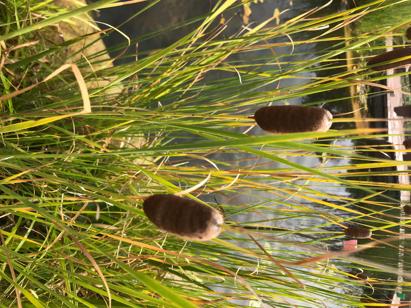 Gemeiner Wasserläufer — Bild 2 von 8