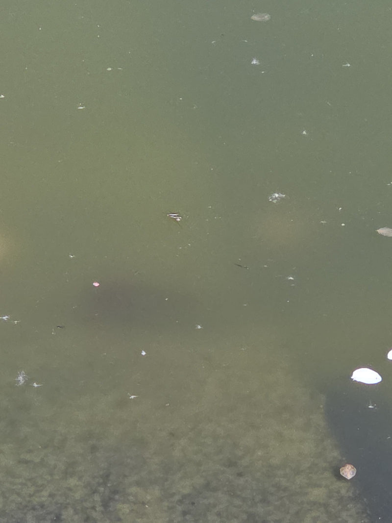 Gemeiner Wasserläufer — Bild 1