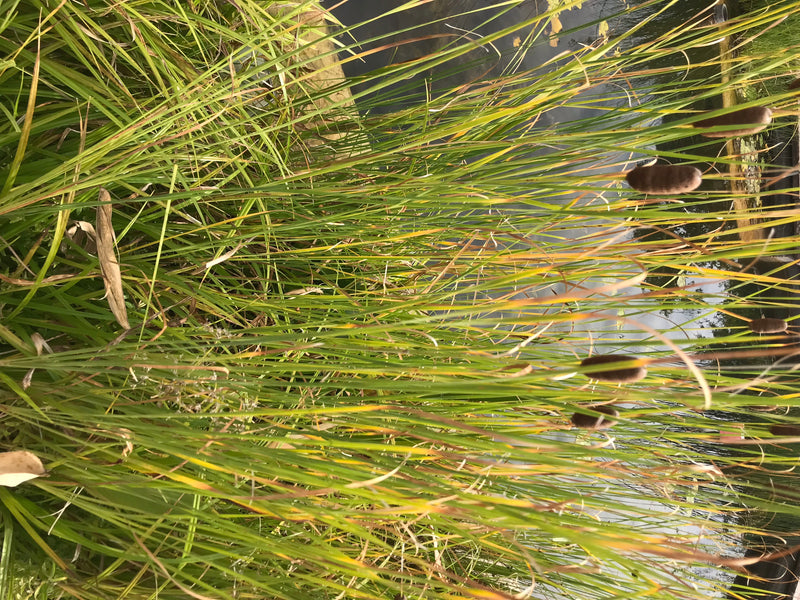 Gemeiner Wasserläufer — Bild 1 von 8