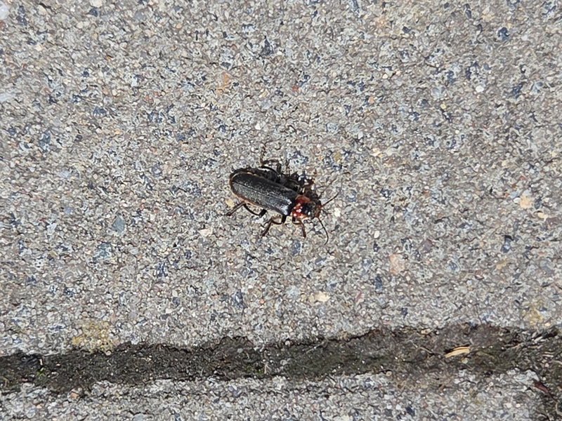 Rotrückiger Weichkäfer — Bild 2