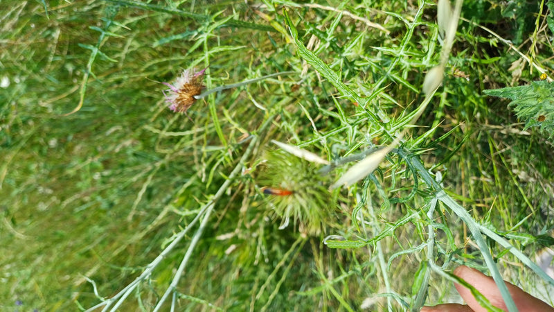 Rotrückiger Weichkäfer — Bild 3