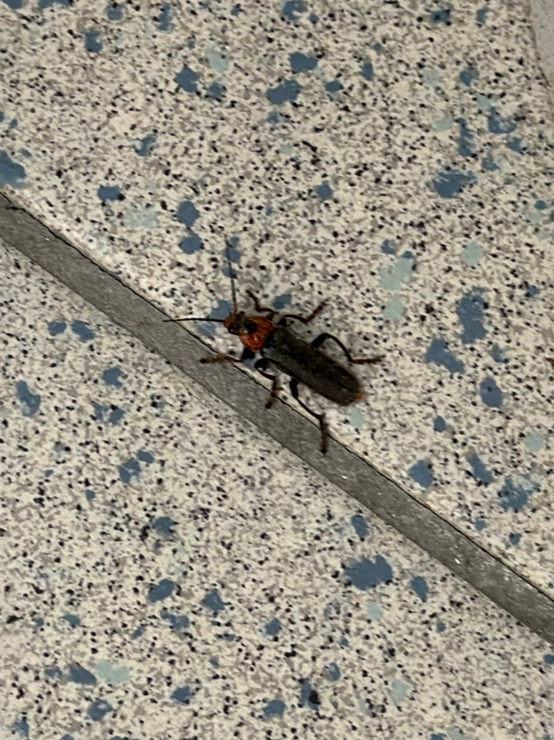 Rotrückiger Weichkäfer — Bild 1