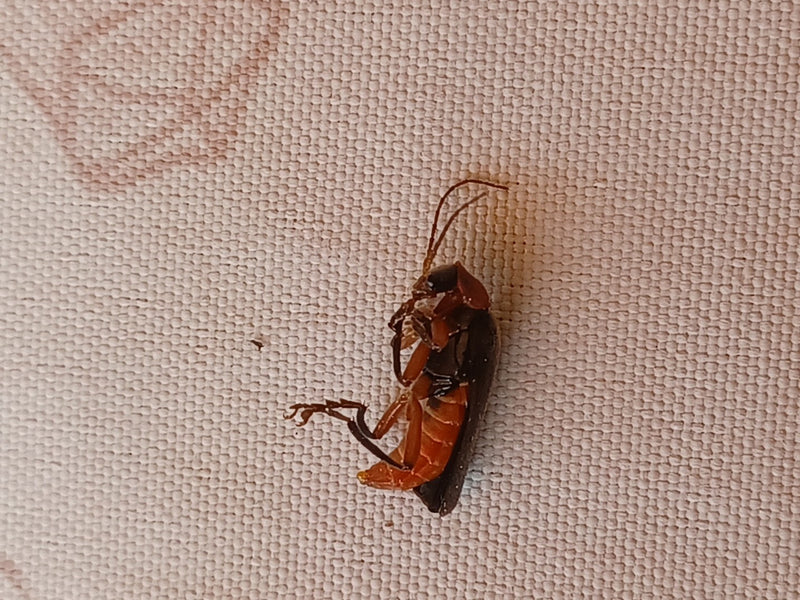 Rotrückiger Weichkäfer — Bild 5