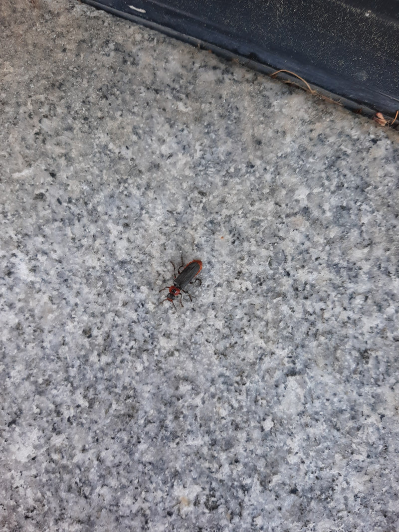 Gemeiner Weichkäfer — Bild 5