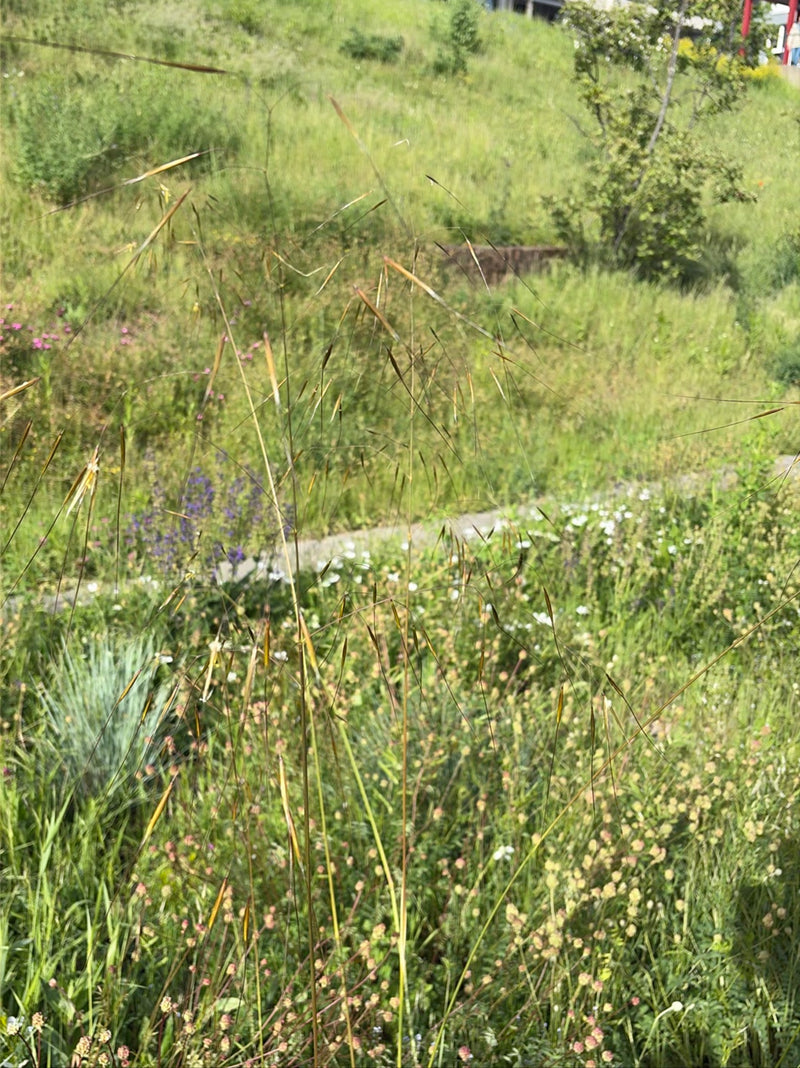 Gemeiner Windhalm — Bild 1