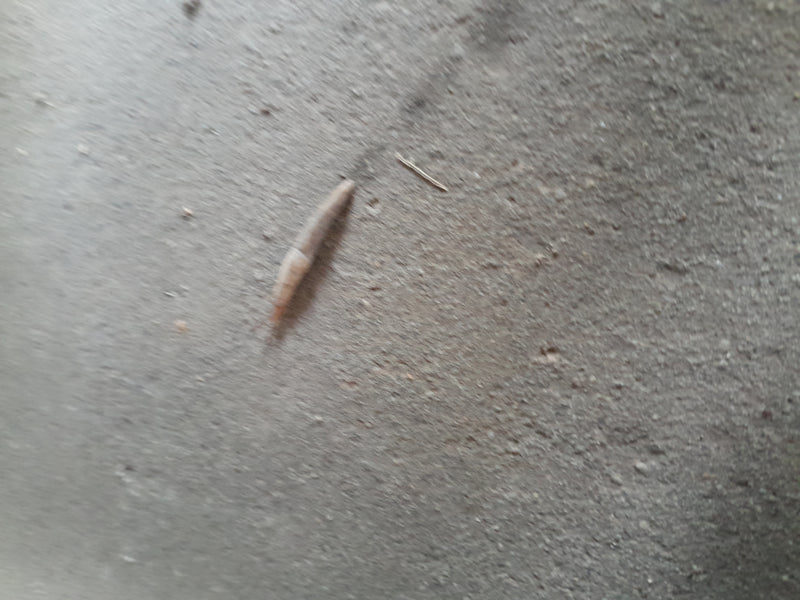 Gemeine Ackerschnecke — Bild 4