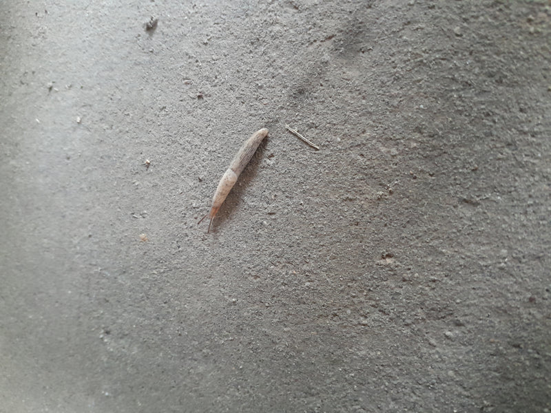 Gemeine Ackerschnecke — Bild 2