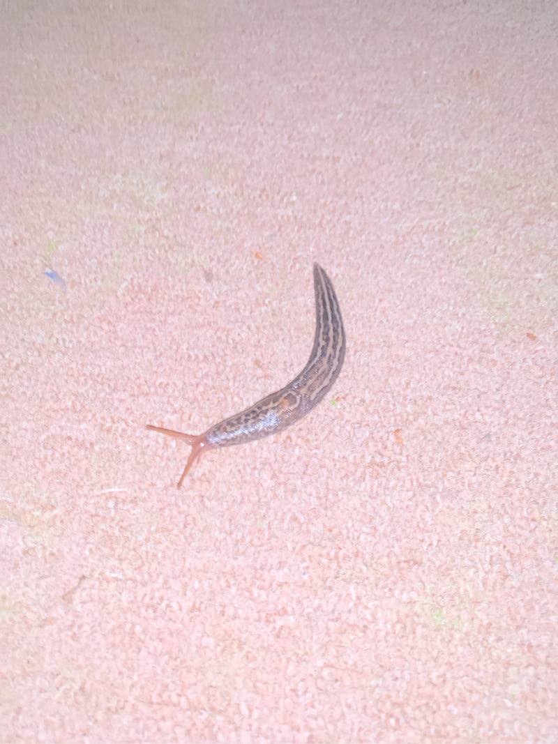Gemeine Ackerschnecke — Bild 3
