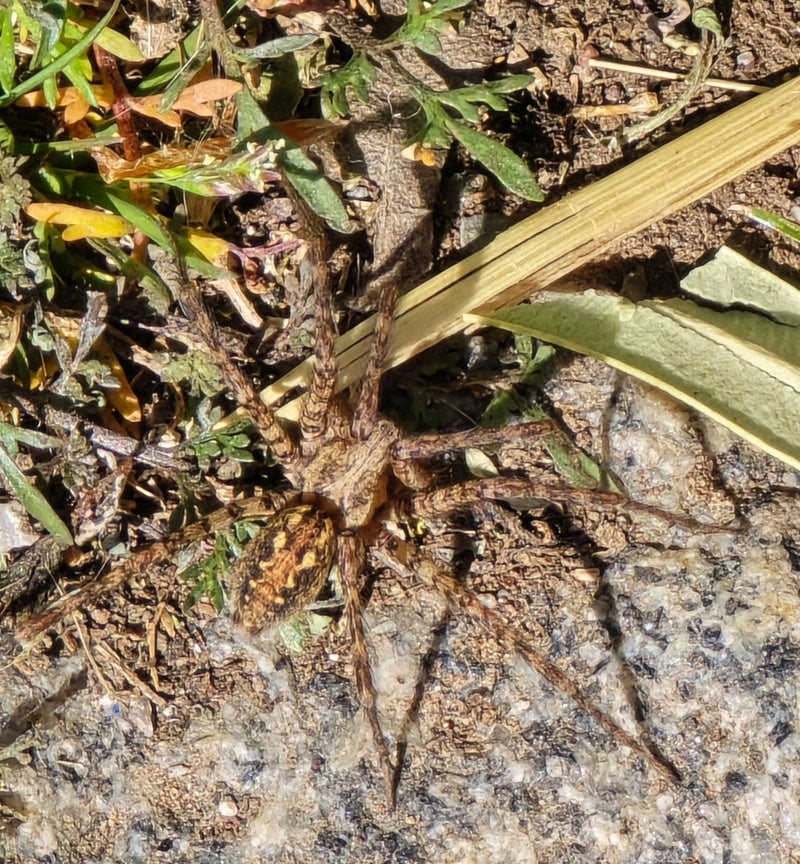 Gerandete Jagdspinne — Bild 1