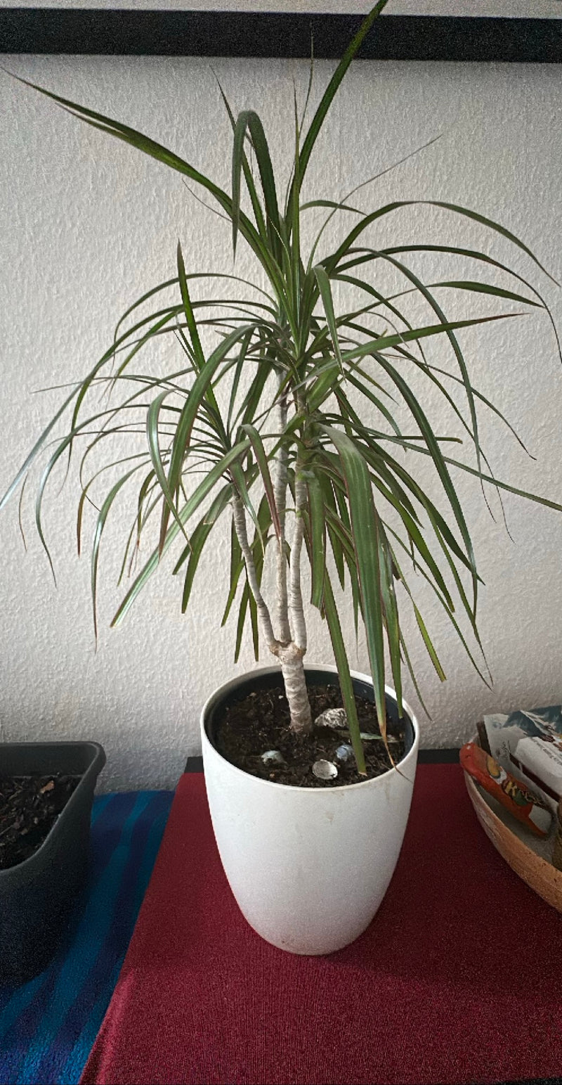 Gerandeter Drachenbaum — Bild 4