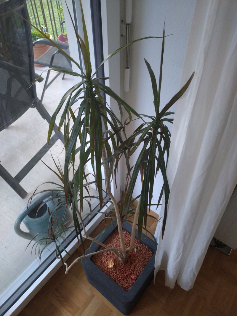 Zu sehen ist ein Gerandeter Drachenbaum in einem quadratischen Pflanzentopf vor einem Fenster. Die Pflanze hat mehrere verzweigte Stämme mit charakteristisch...