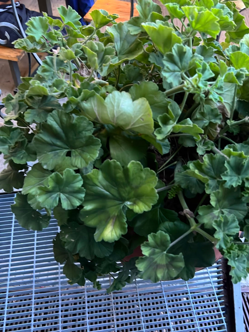 Geranie — Bild 4