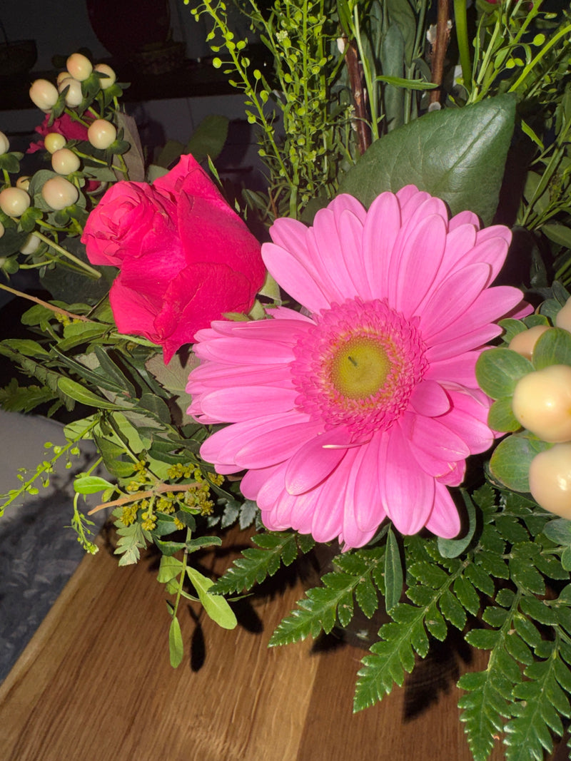 Gerbera — Bild 3