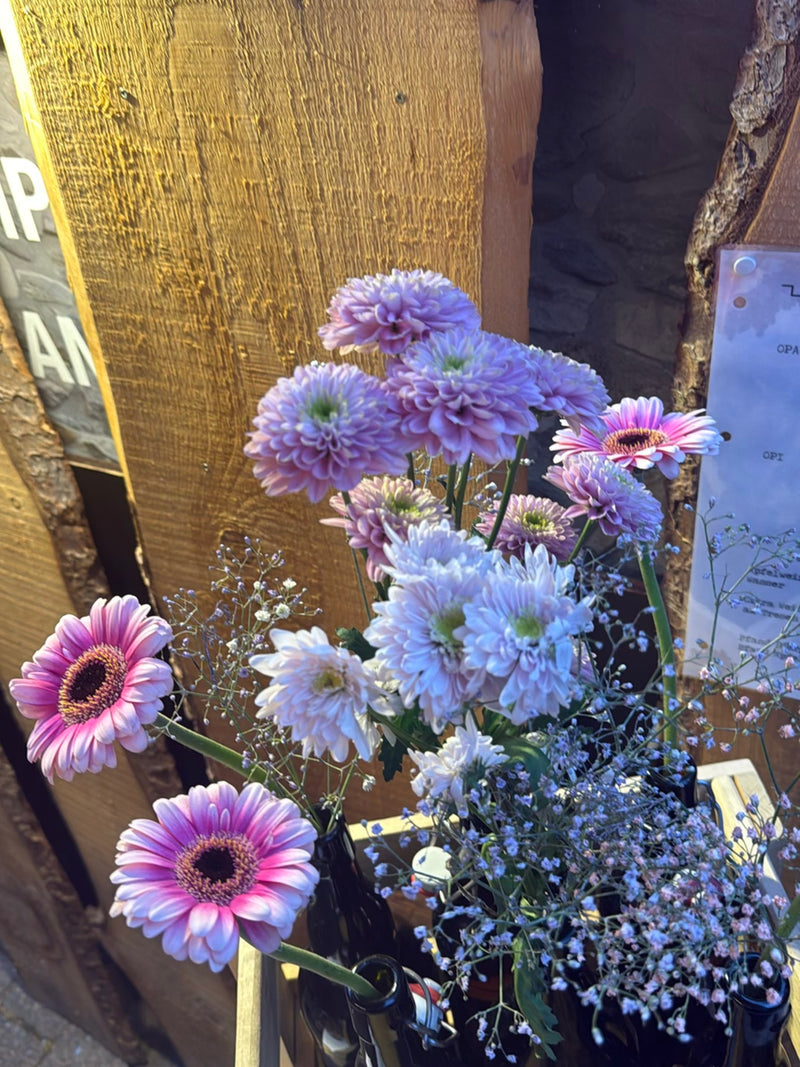 Gerbera — Bild 1