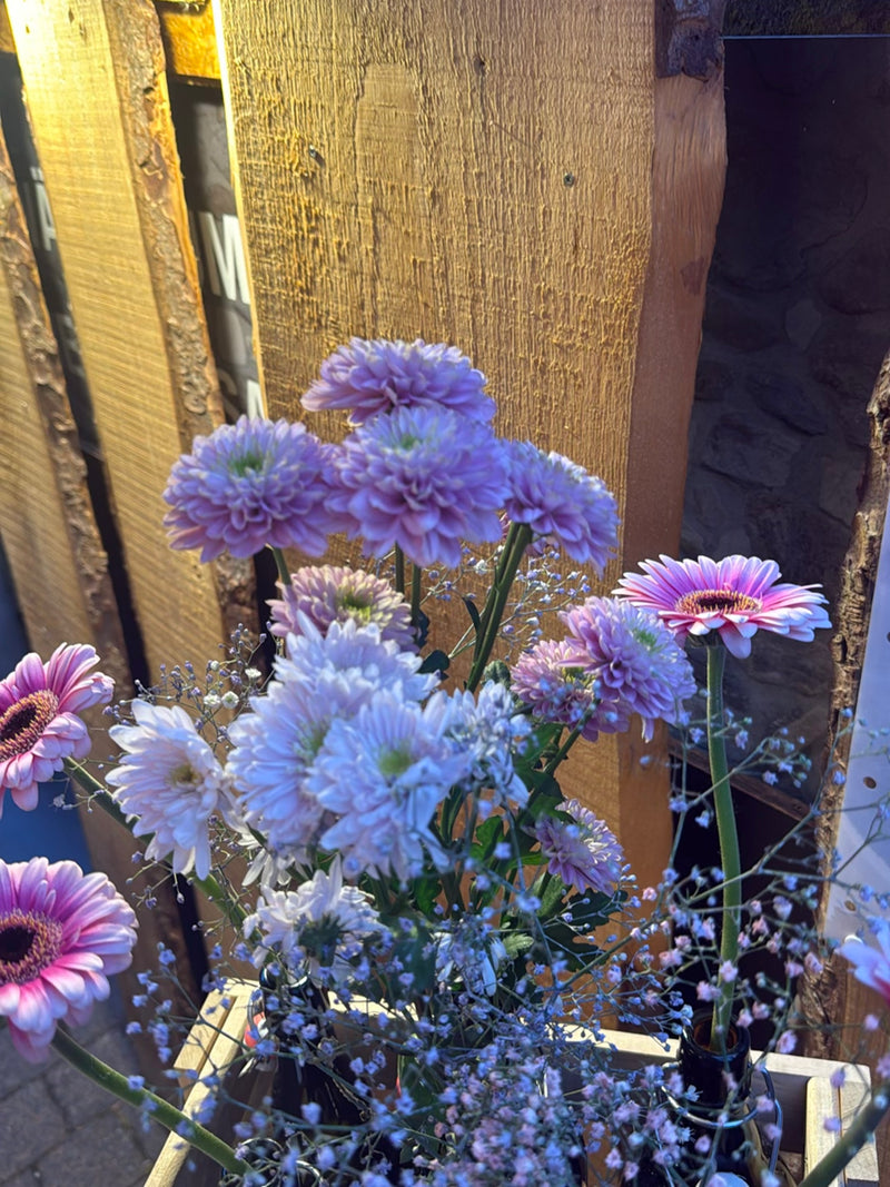 Gerbera — Bild 2