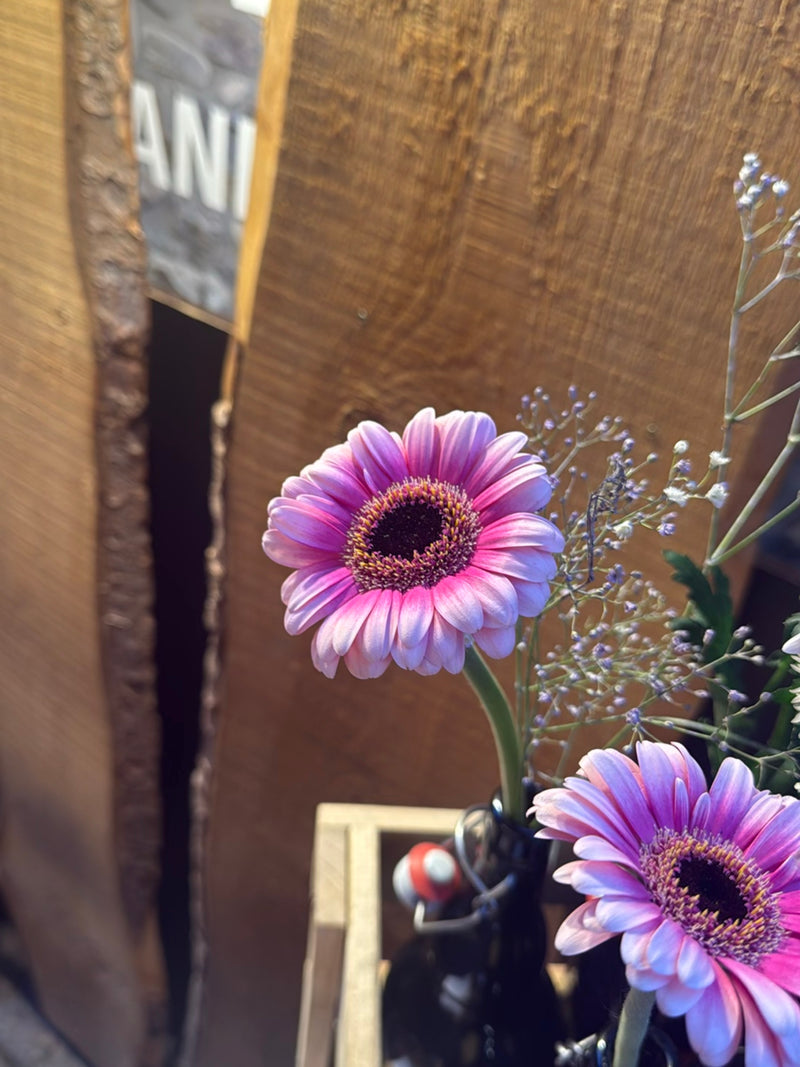 Gerbera — Bild 4