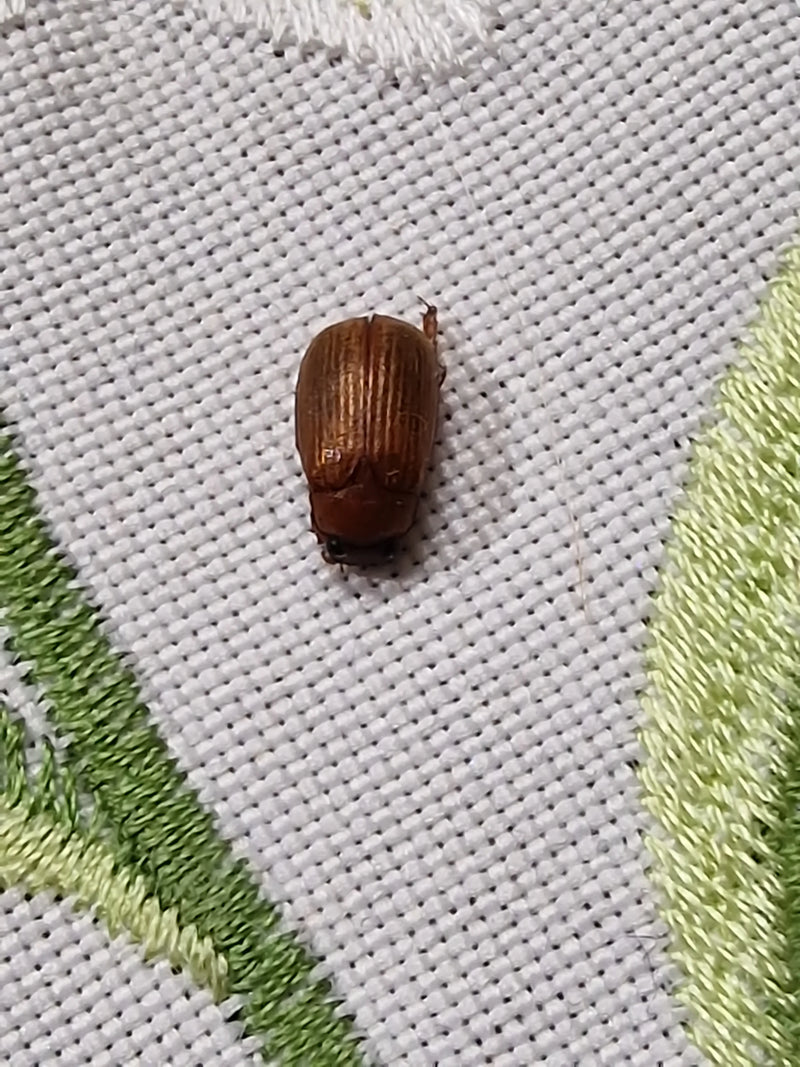 Ein brauner Junikäfer ruht auf einem hellen, bestickten Stoffgewebe.