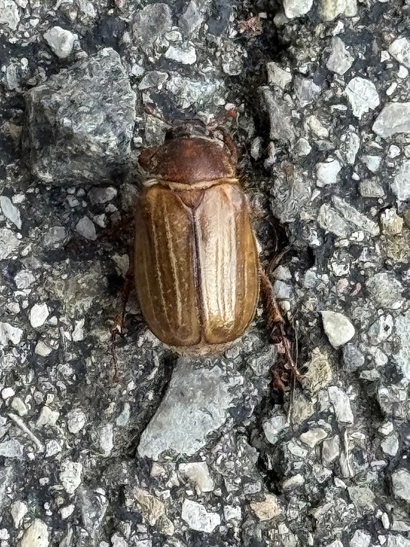 Junikäfer — Bild 1
