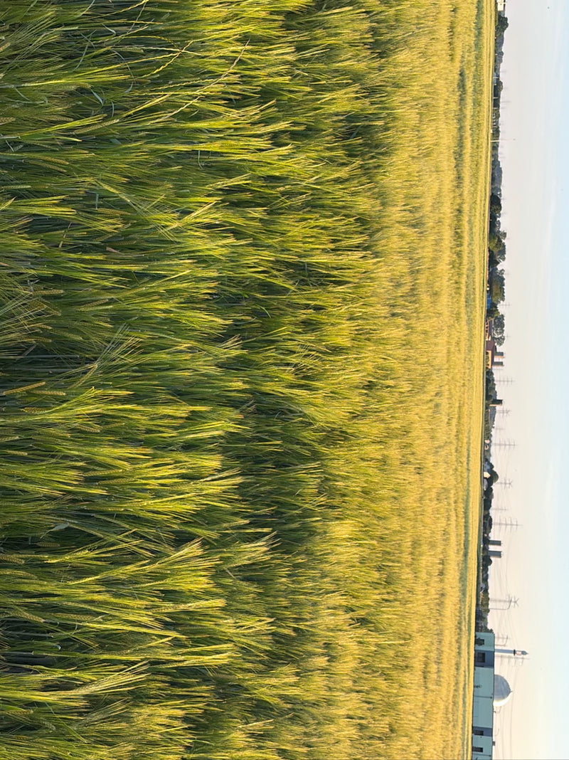 Gerste — Bild 3