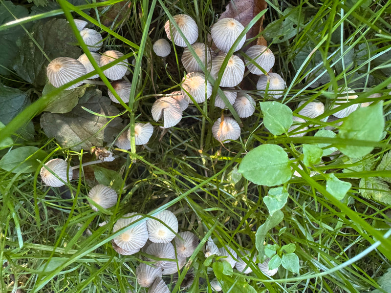 Zahlreiche kleine Fruchtkörper des Gesäten Tintlings stehen dicht gedrängt im grünen Gras. Die glockenförmigen, gefurchten Hüte bilden eine große Kolonie am ...