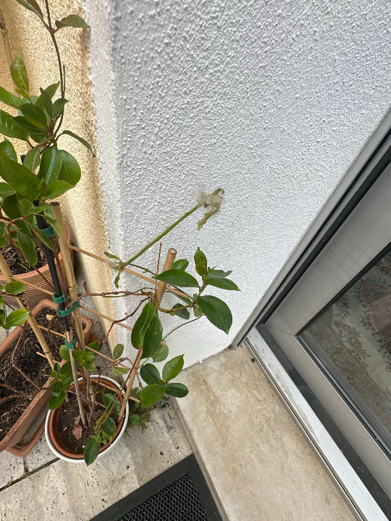Gespinste von Gespinstmotten — Bild 4