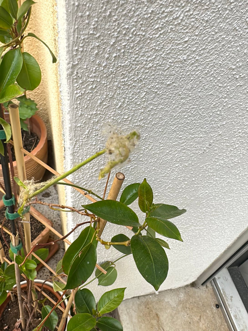 Gespinste von Gespinstmotten — Bild 2