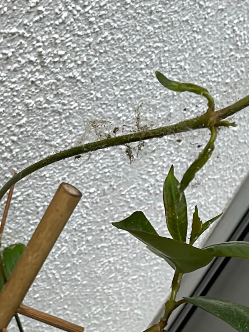 Gespinste von Gespinstmotten — Bild 1