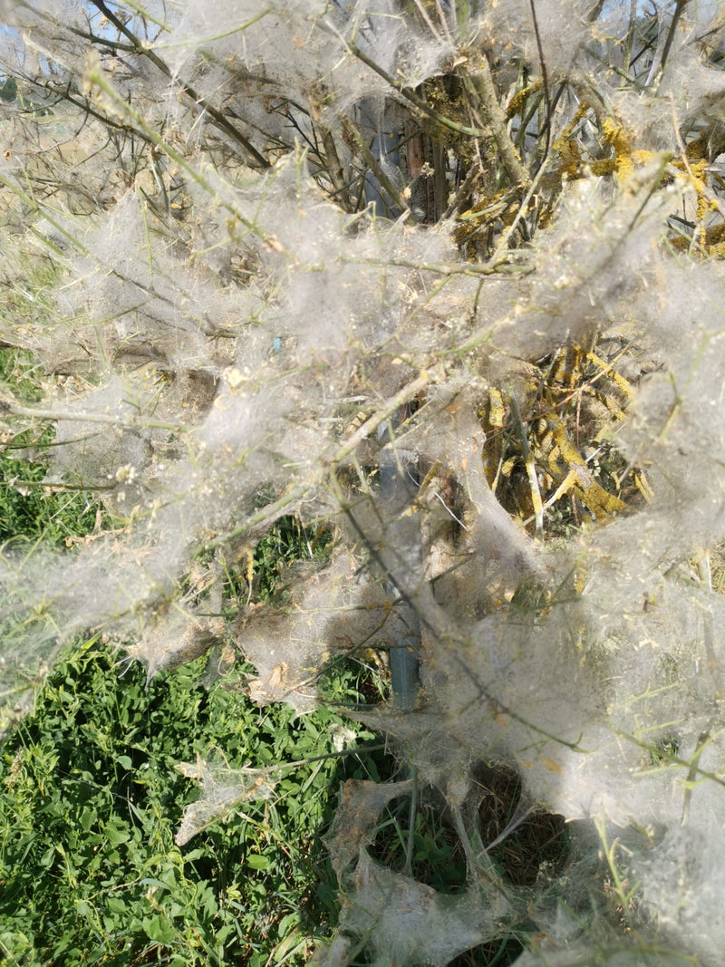 Gespinste von Gespinstmotten — Bild 3