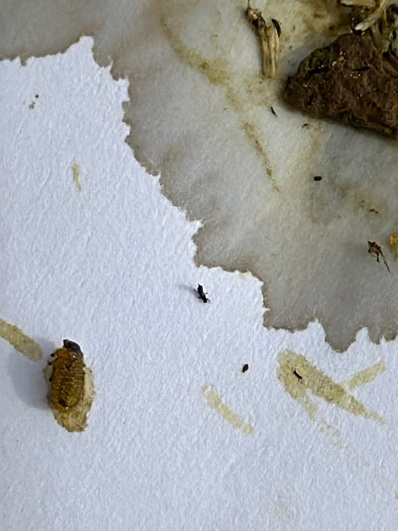 Getreideplattkäfer — Bild 4