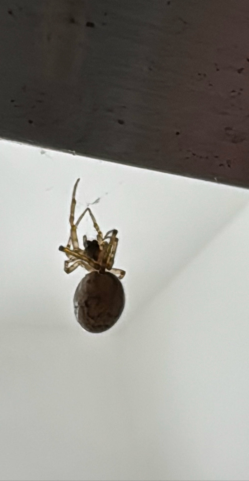 Gewächshausspinne — Bild 4