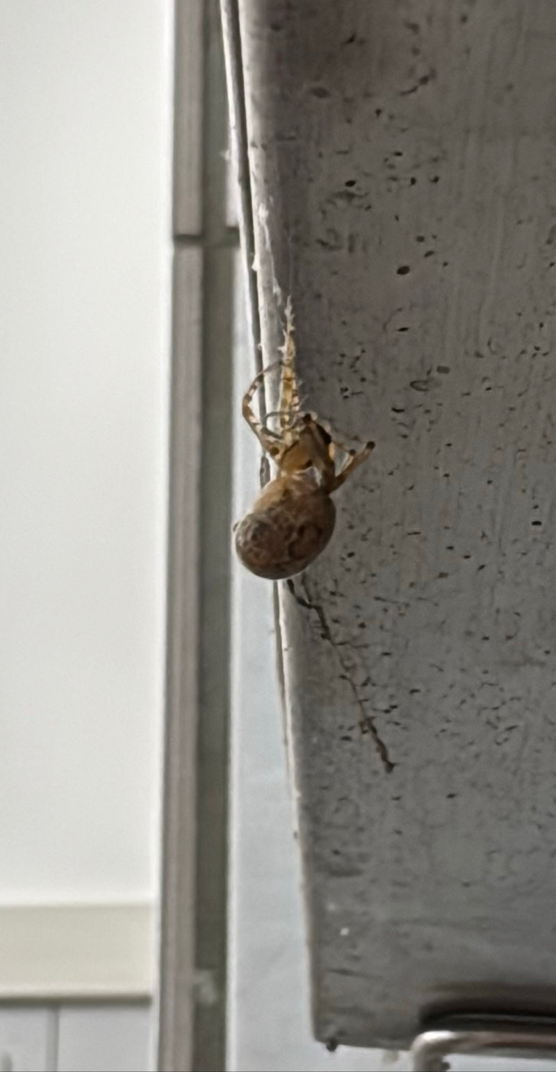Gewächshausspinne — Bild 3
