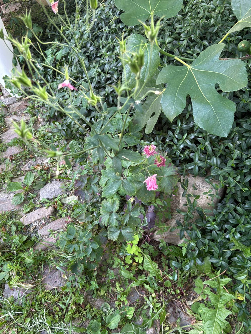 Akelei — Bild 3