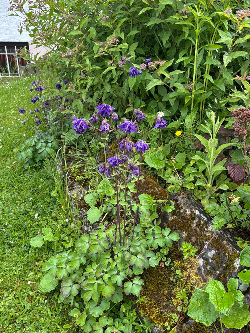 Akelei — Bild 2