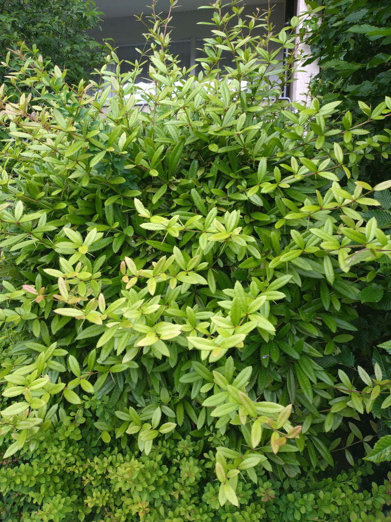 Berberitze — Bild 3