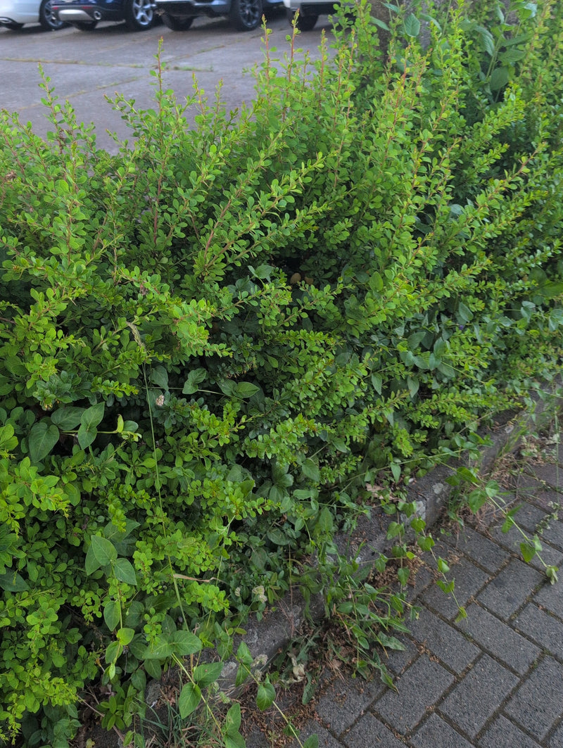 Berberitze — Bild 5