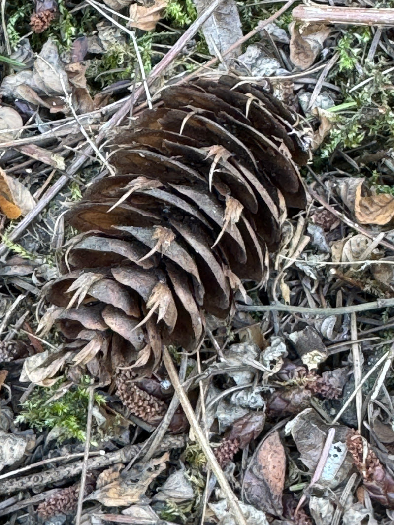 Gewöhnliche Douglasie — Bild 1 von 27