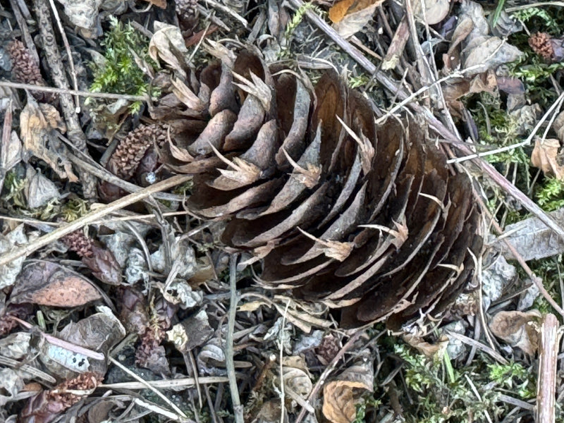 Gewöhnliche Douglasie — Bild 4 von 27