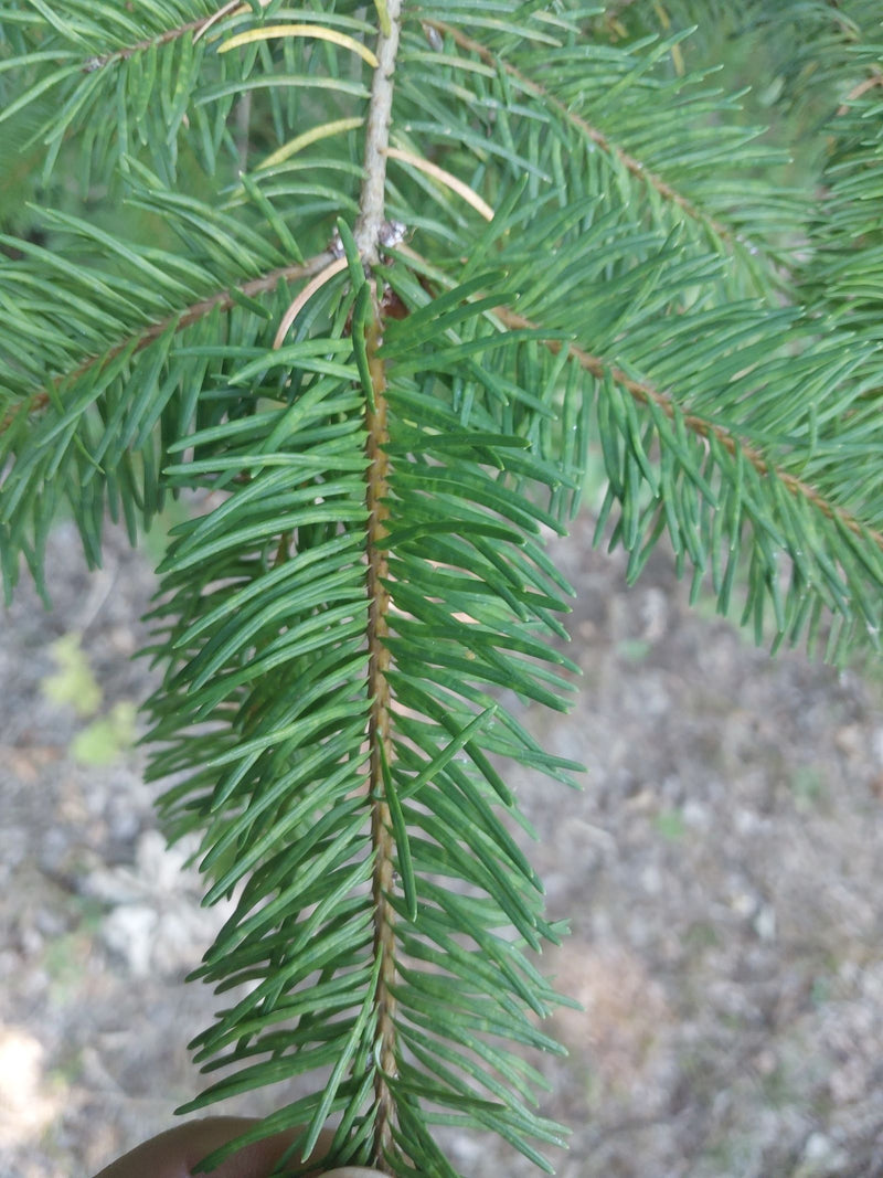 Gewöhnliche Douglasie — Bild 3