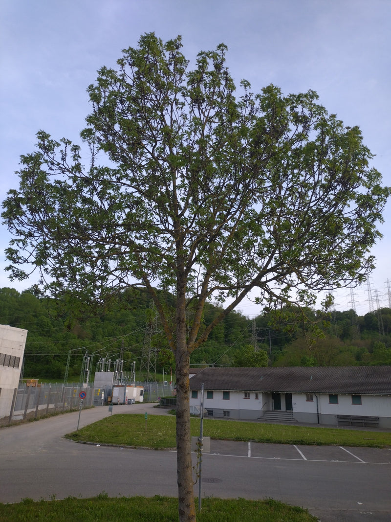 Gemeine Esche — Bild 3