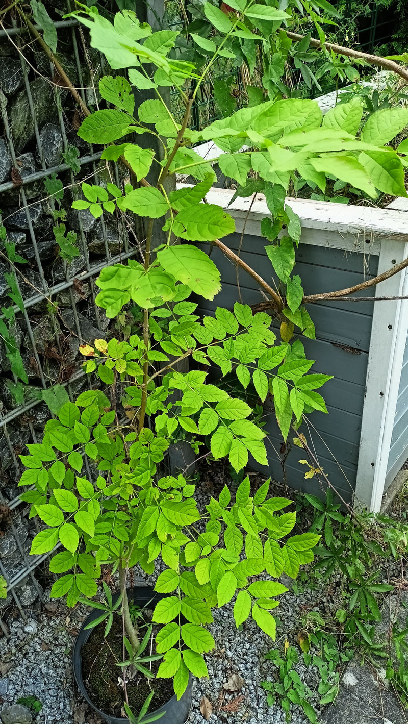 Gemeine Esche — Bild 1