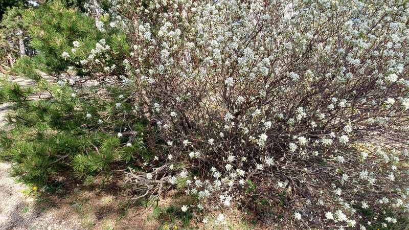 Felsenbirne — Bild 4
