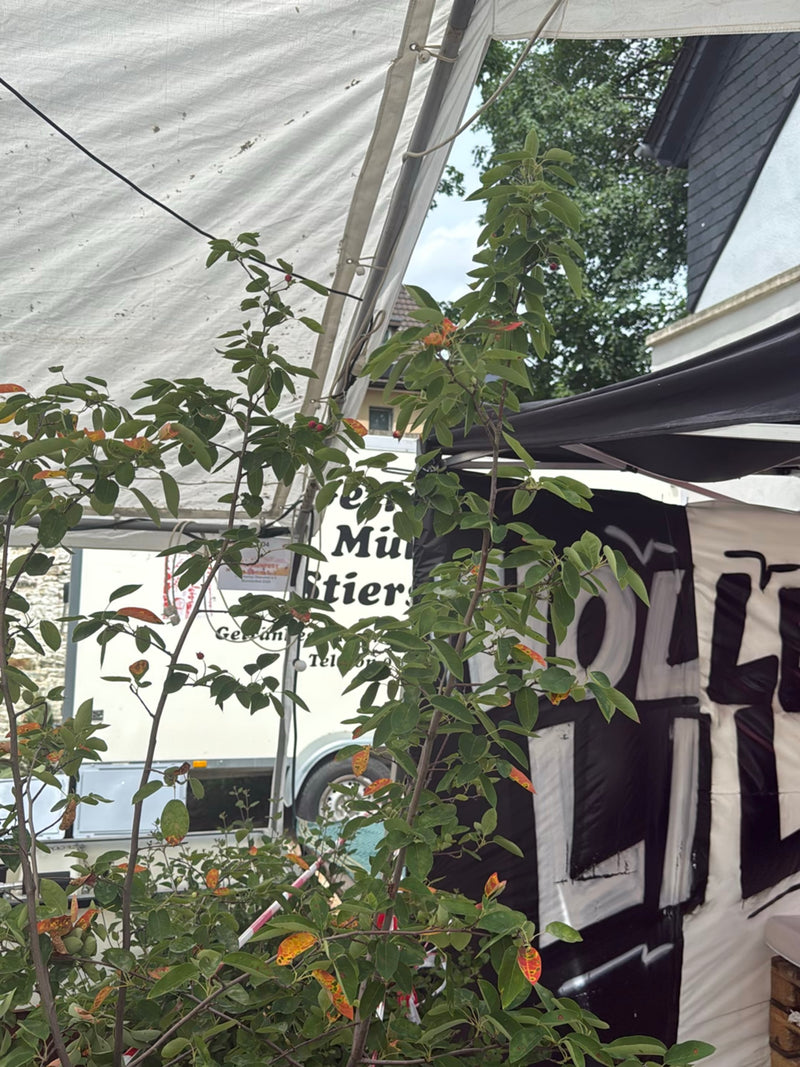 Felsenbirne — Bild 2