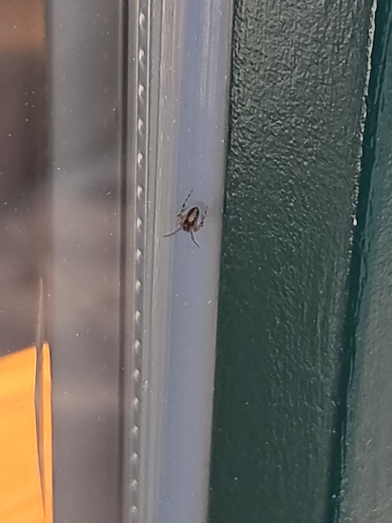Gewöhnliche Fettspinne — Bild 3