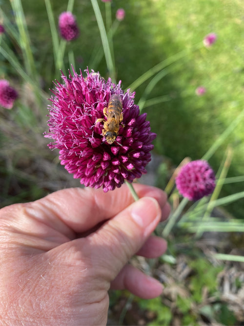 Gewöhnliche Furchenbiene (Lasioglossum calceatum) – Bild 3