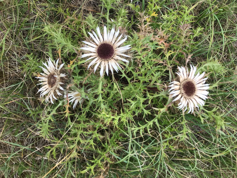 Gewöhnliche Golddistel — Bild 2 von 7
