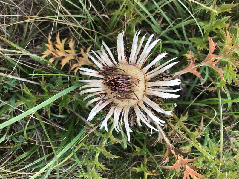 Gewöhnliche Golddistel — Bild 3 von 7