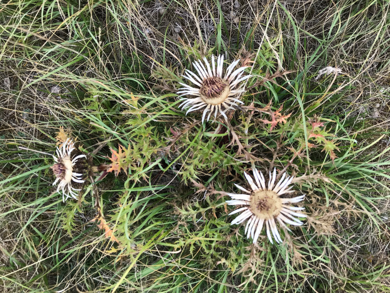 Gewöhnliche Golddistel — Bild 1 von 7
